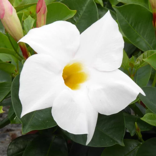 Jardin et loisirs:Dipladénia blanc - Le pot de 10,5 cm