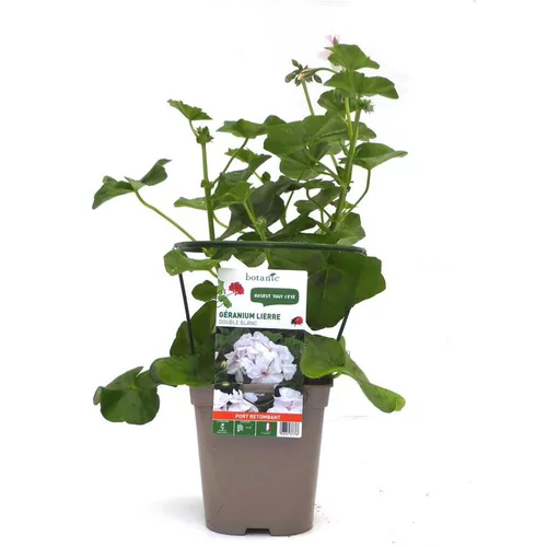 Jardin à adopter：Géranium lierre double blanc - Le pot de 12 x 12 cm