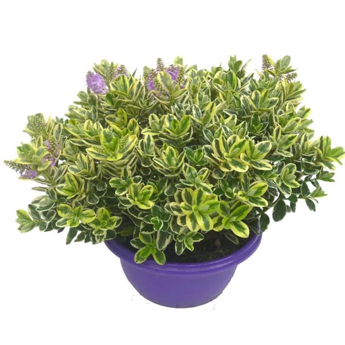Pour mieux profiter de l’extérieur：Véronique panachée - La coupe de 27 cm