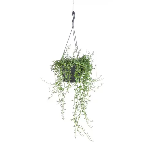 Jardin utile:Senecio Radicans String of bananas suspension Ø12xH25 cm