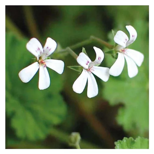 Jardin et déco：Géranium odorant blanc. Le pot de 9 x 9 cm