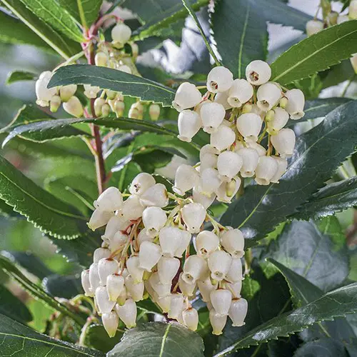 Équipement extérieur:Arbousier blanc. Le pot de 7L