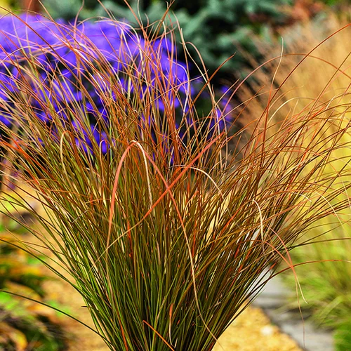 Nature pour le jardin:Carex Testacea orange botanic®. Le pot de 7,5 litres