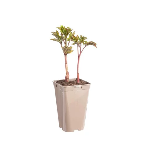 Extérieur confort：Pivoine Kansas - Le pot de 2 litres