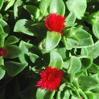 Pour vivre le jardin autrement:Apténia - Le pot de 1 litre