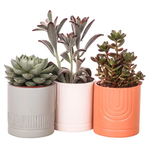 Pour créer votre espace extérieur:Cactus coloris vert pot en céramique - Ø 6 cm