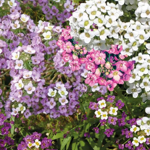 Jardin en extérieur：Alysse ou Alyssum maritimum. La barquette de 6 plants