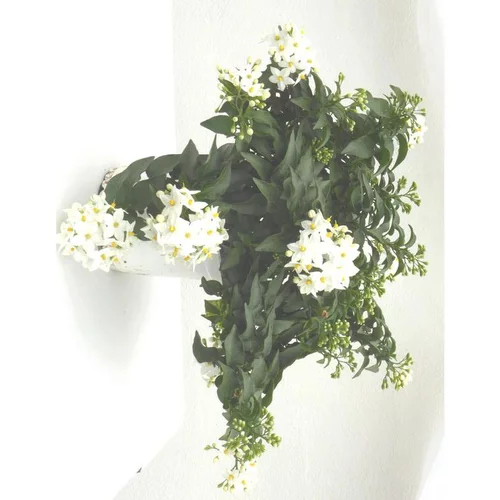 L’allié du jardin:Solanum faux jasmin - Le pot de 1 litre