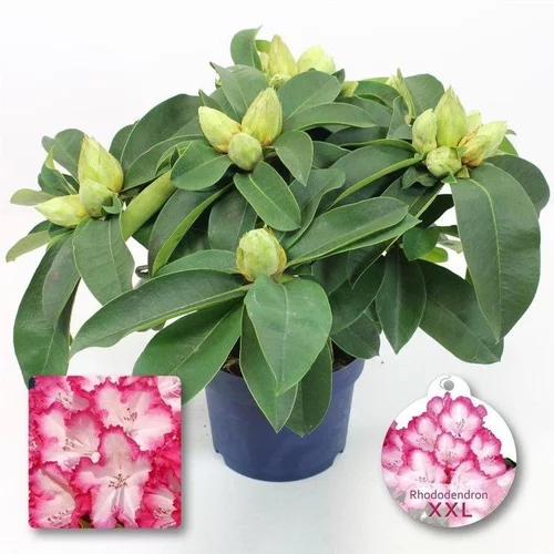 Utile pour le jardin：Rhododendron XXL. Le pot de 3 litres