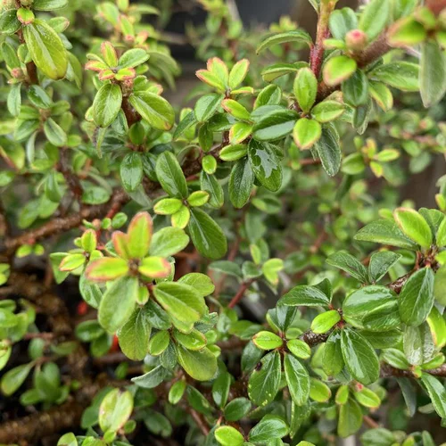 Accessoire jardin：Cotonéaster. Le pot de 1,3 litres