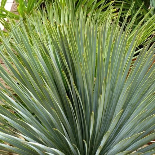 Bien pensé jardin：Yucca Rostrata. Le pot de 30 litres