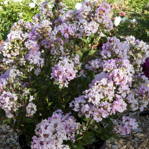 Solution extérieure：Lagerstroemia Indica With Love Babe Milarosso rose. Le pot de 4 litres