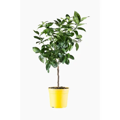 Équipement extérieur：Citronnier 4 Saisons. Le pot de 5 litres