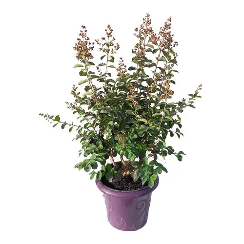 Idéal pour votre jardin：LAGERSTROEMIA INDICA CHARMS ® FUSCHIA D'ETE ®.Le pot de 3L