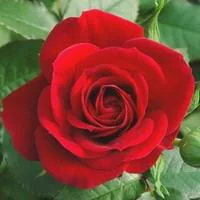 Confort dehors：Rosier miniature - Le pot de 10.5 cm