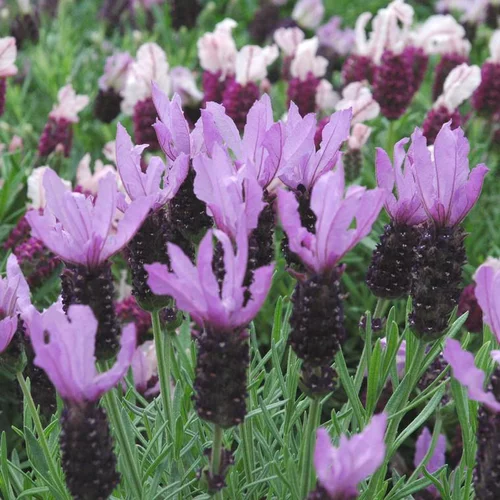 Mieux dehors:Lavande Papillon ou Stoechas à fleurs violettes - Le pot de 3 litres
