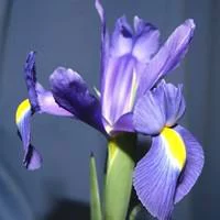 Pour plus de praticité au jardin:Iris Bulbeux - La coupe de 12 cm
