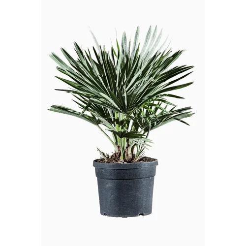 Jardin quotidien：Palmier nain (Chamaerops Compacta) 30/35. Le pot de 3 litres