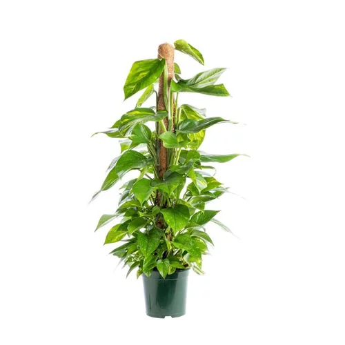 Pour compléter vos extérieurs:Pothos avec tuteur mousse pot Ø22xH120 cm