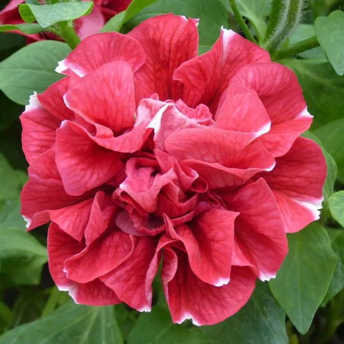 Pour la maison et le jardin：Pétunia retombant à fleur double - Le pot de 0,5 litre