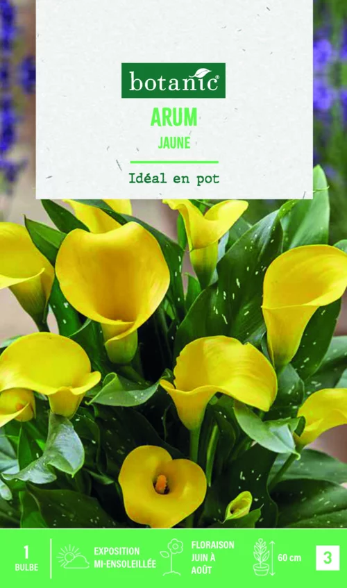 Jardin et confort：Bulbe de fleurs Arum jaune botanic® - 1 bulbe