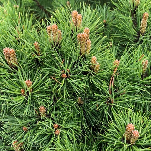 Malin au jardin:Pin noir (Pinus Nigra) Marie Brégeon 50/60. Le pot de 12 litres