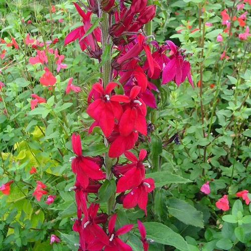 Style pour le jardin：Lobelia X speciosa Queen Victoria - Le pot de 4 litres