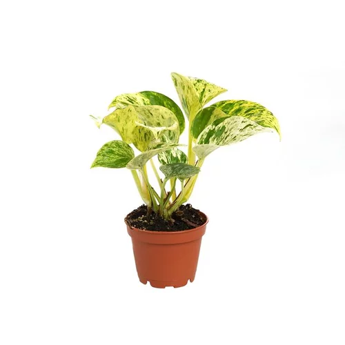 À adopter au jardin：Pothos Marble Queen pot Ø6 cm