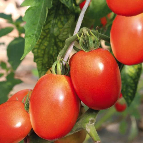 Nature maison:Tomate Allongée Cencara bio. Le pot de 9 x 9 cm
