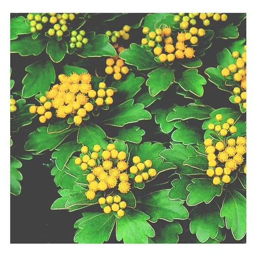 Équipement pour le jardin：Ajania Pacifica - Le pot de 3 litres