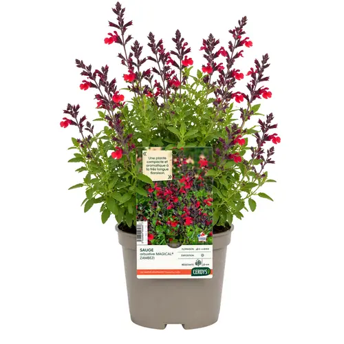 Jardin nature:Sauge Arbustive Magical® Zambezi - Le pot de 2 litres