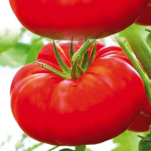 Pour un jardin bien équipé:Tomate Côtelee Marbonne bio. Le pot de 9 x 9 cm