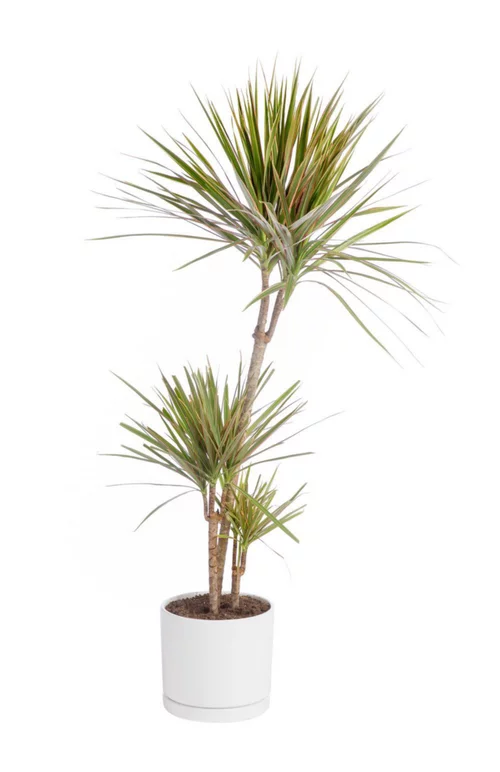 Jardin passion：Dracaena marginata 'Bicolor' 3 pieds vert en pot blanc émaillé botanic®. Le pot Ø 24 cm