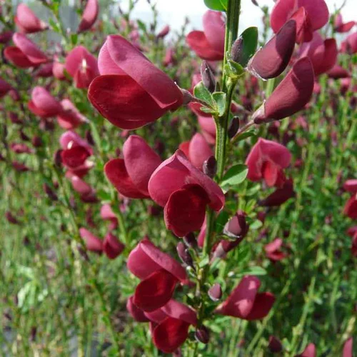 Pour vivre le jardin autrement:Genêt Boskoop Ruby (Cytisus Scoparius). Le pot de 15 litres