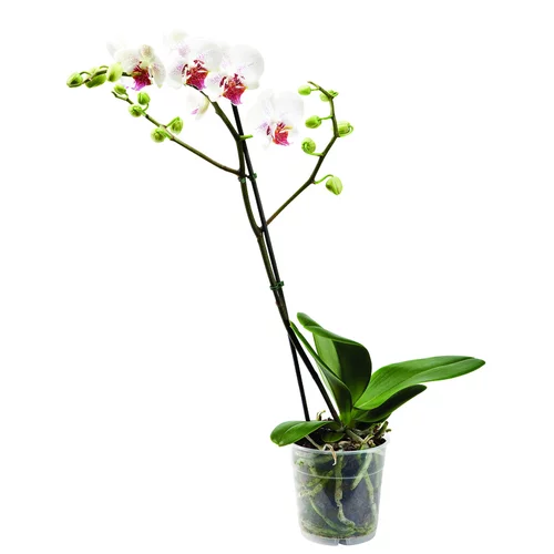 Choix jardin：Phalaenopsis en pot Ø 9cm