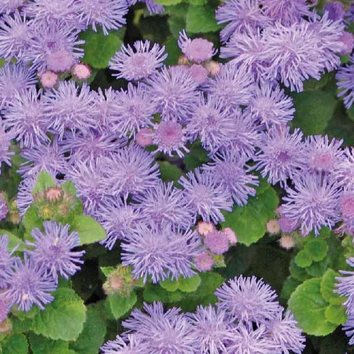 Pour profiter pleinement du jardin：Agératum haut - Le pot de 9 x 9 cm