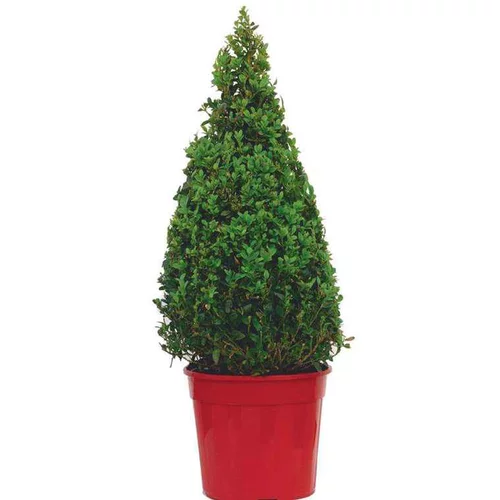 Style extérieur:Buxus Micro Faulkner - Pot de 12L