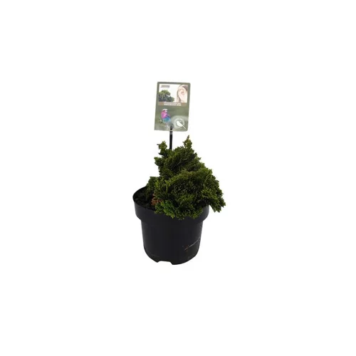 Adapté à votre jardin：Chamaecyparis Obtusa Nana Gracilis en pot de 2 L