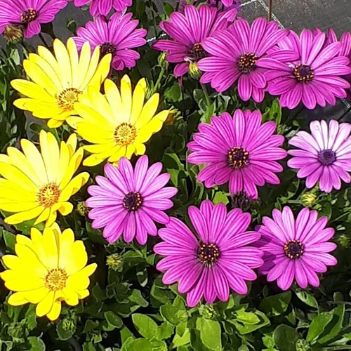 Extérieur malin:Osteospermum ou marguerite du Cap - Le pot de Ø 20 cm