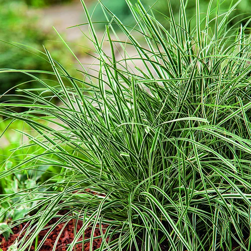 Jardin bien-être：Carex Oshimensis Everest Fiwhite vert botanic®. Le pot de 1 litre