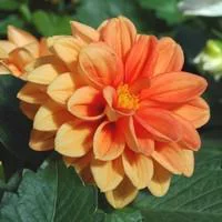 Jardin accessoire：Dahlia Nain de Bouture - Le pot de 1 litre