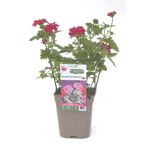 Sélection extérieure：Verveine retombante - Le pot de 12 x 12 cm
