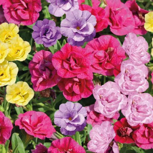 Jardin & équipement：Calibrachoa double - Le pot de 9 x 9 cm