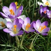 Sélection jardin：Crocus - Le panier déco