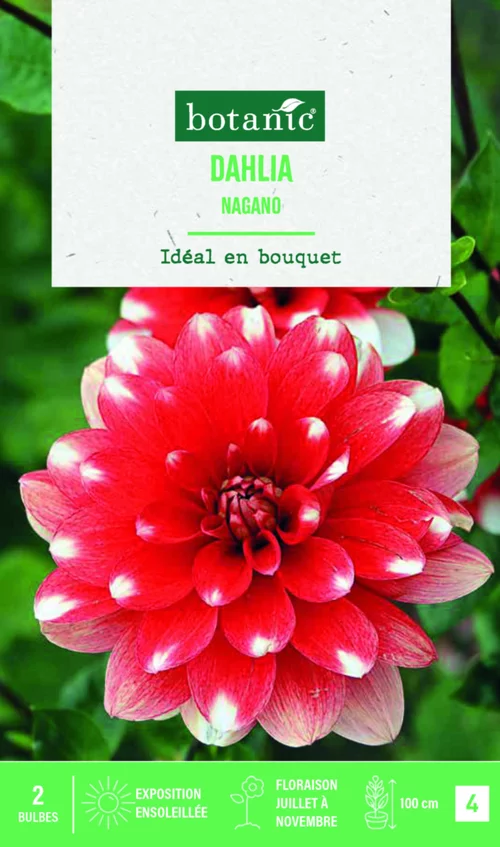 Extérieur utile:Bulbes de fleurs Dahlia décoratif Nagano botanic® - 2 bulbes