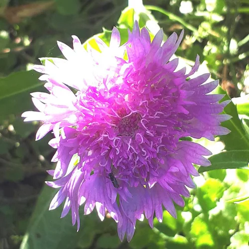 Extérieur fonctionnel：Stokesia Laevis 'Purple Parasols' - Le pot de 5 litres
