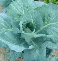 Choix pour le jardin：Chou brocolis Marathon F1. La barquette de 6 plants