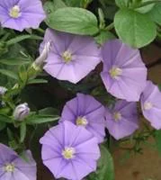 Esprit jardin：Convolvulus Althaeoides - Le pot de 2 litres