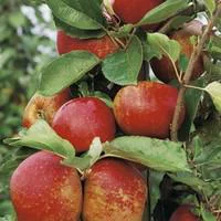 Jardin confort plus:Pommier Belle De Boskoop. En racine nue, forme gobelet