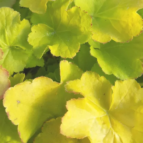 Bien au jardin：Heuchera 'Lime Marmalade'® - Le pot de 2 litres